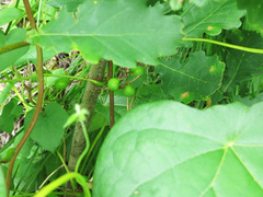 Menispermum dauricum