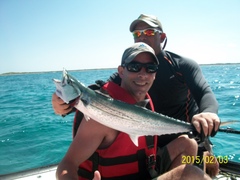 Scomberomorus regalis