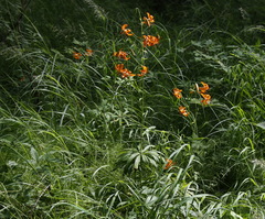 Lilium debile