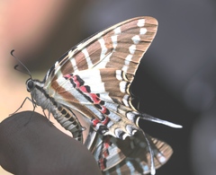 Graphium nomius
