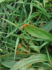 Meloe proscarabaeus