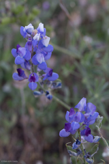 Lupinus breweri