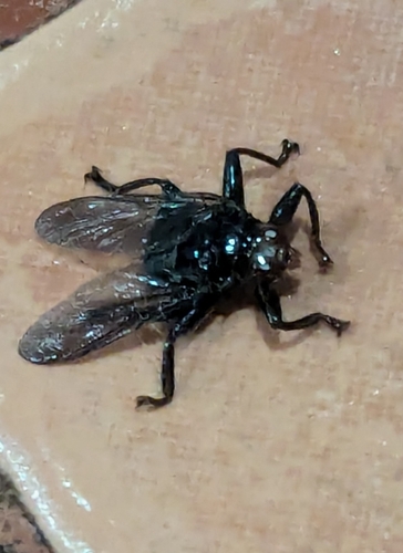 Ornithoctona erythrocephala