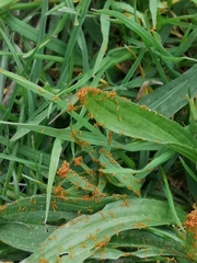 Meloe proscarabaeus