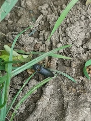 Melanotus punctolineatus