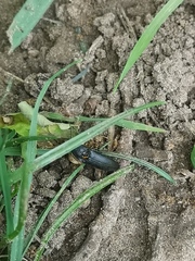 Melanotus punctolineatus