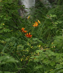 Lilium debile