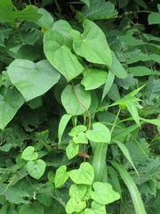 Menispermum dauricum