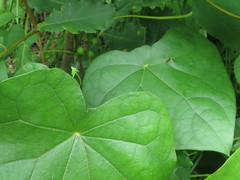 Menispermum dauricum