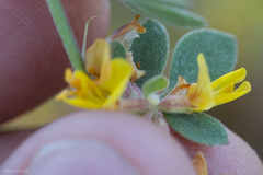 Acmispon decumbens