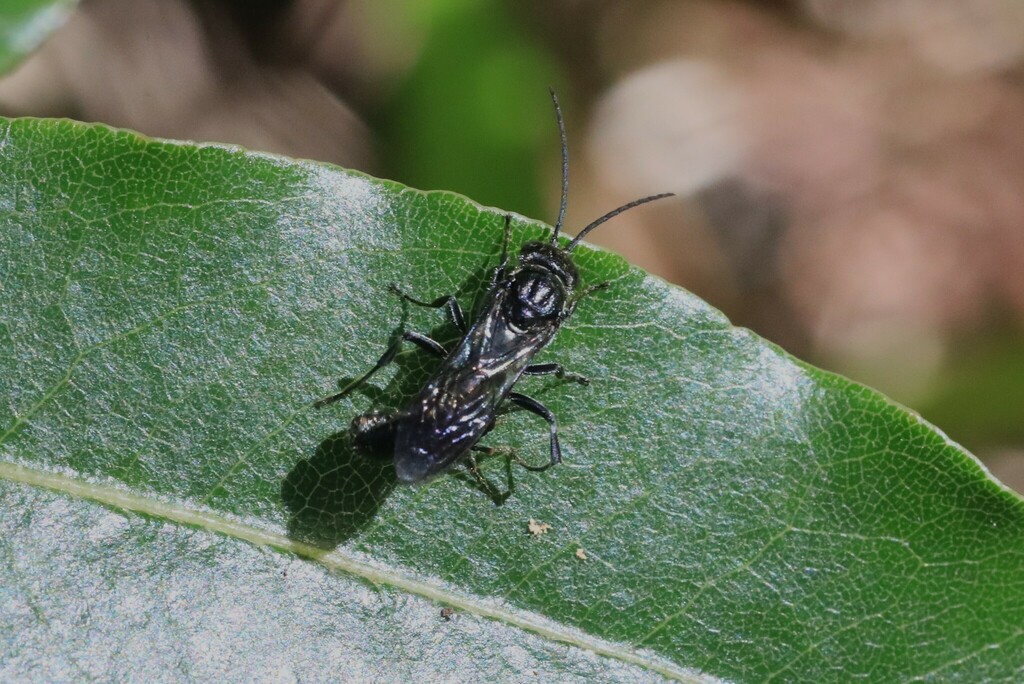 Ants, Bees, and Typical Wasps from Central Coast NSW, Australia on ...