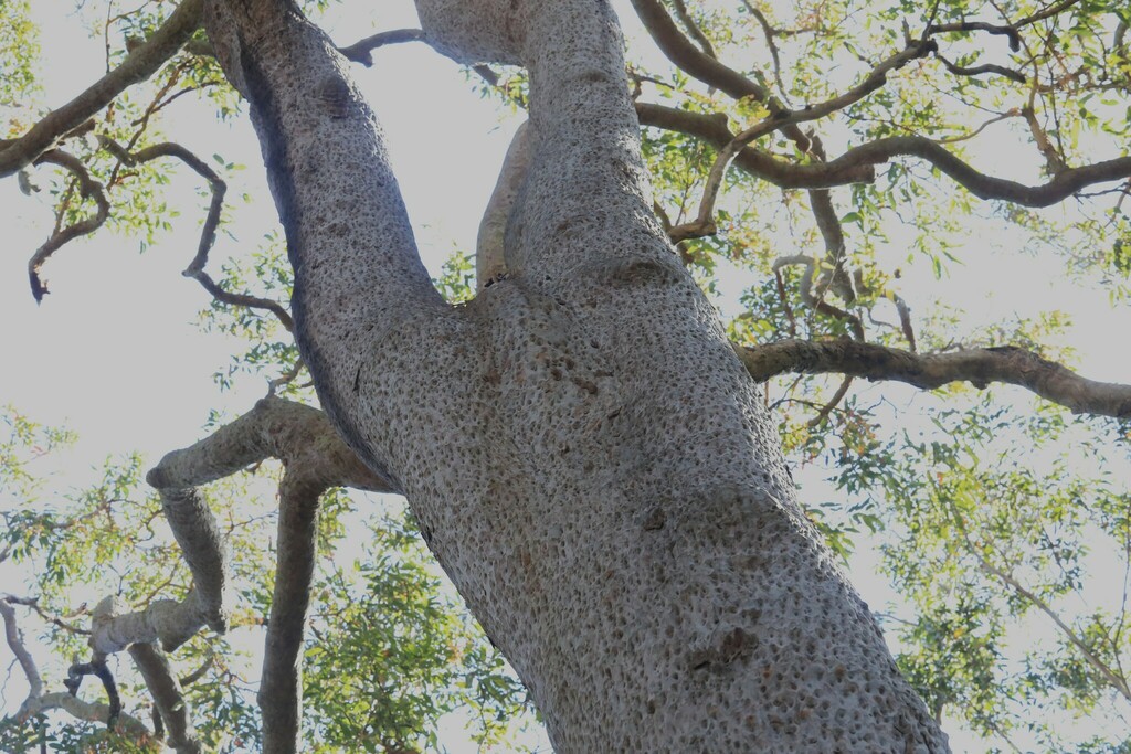 Smooth-barked apple from Central Coast NSW, Australia on November 8 ...