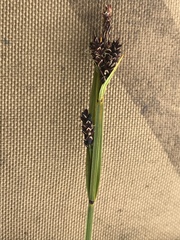 Carex microchaeta