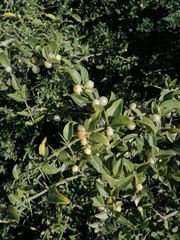 Azima tetracantha