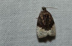Apotomis betuletana