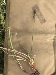 Carex microchaeta