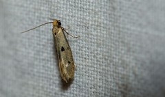 Tinea trinotella