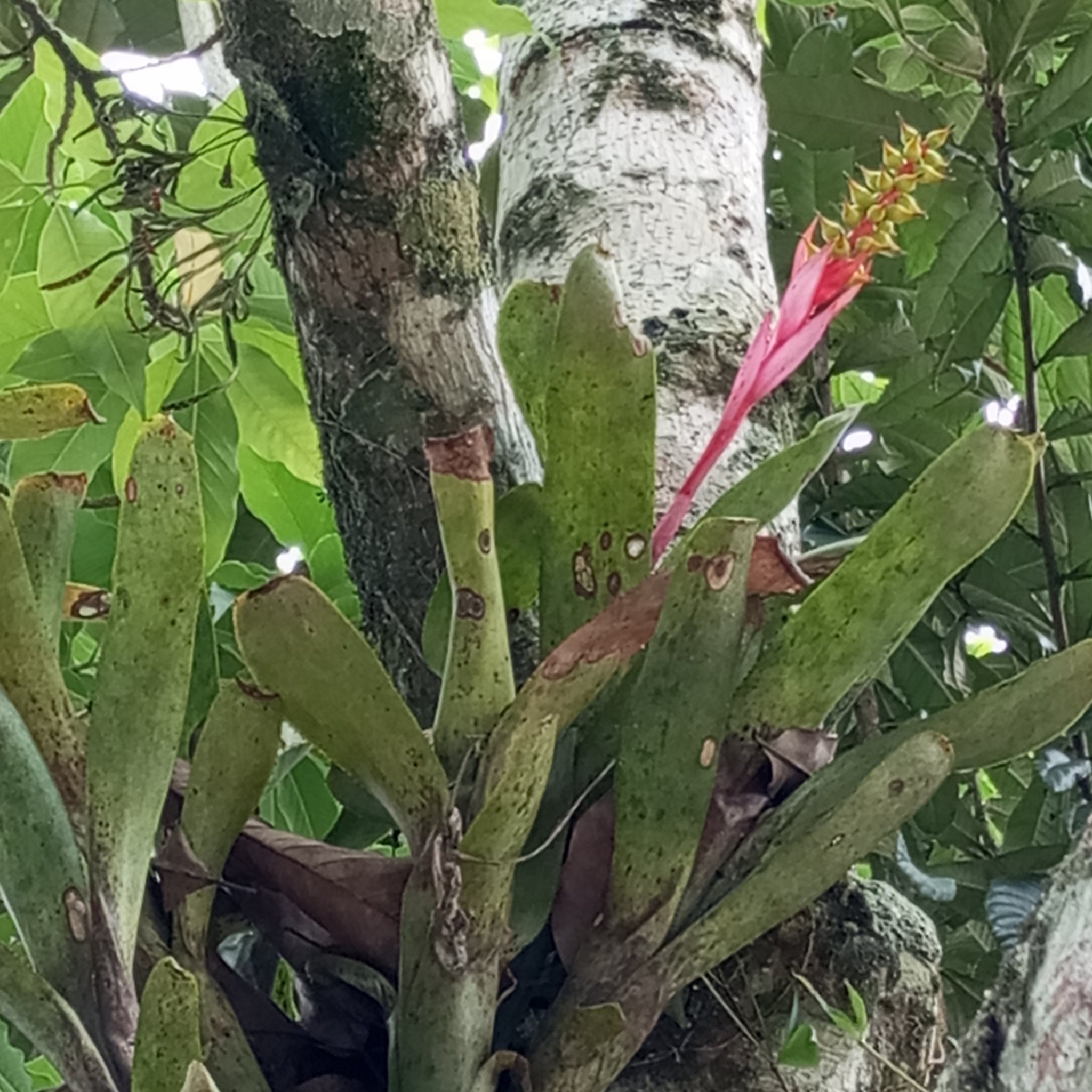 Aechmea nudicaulis