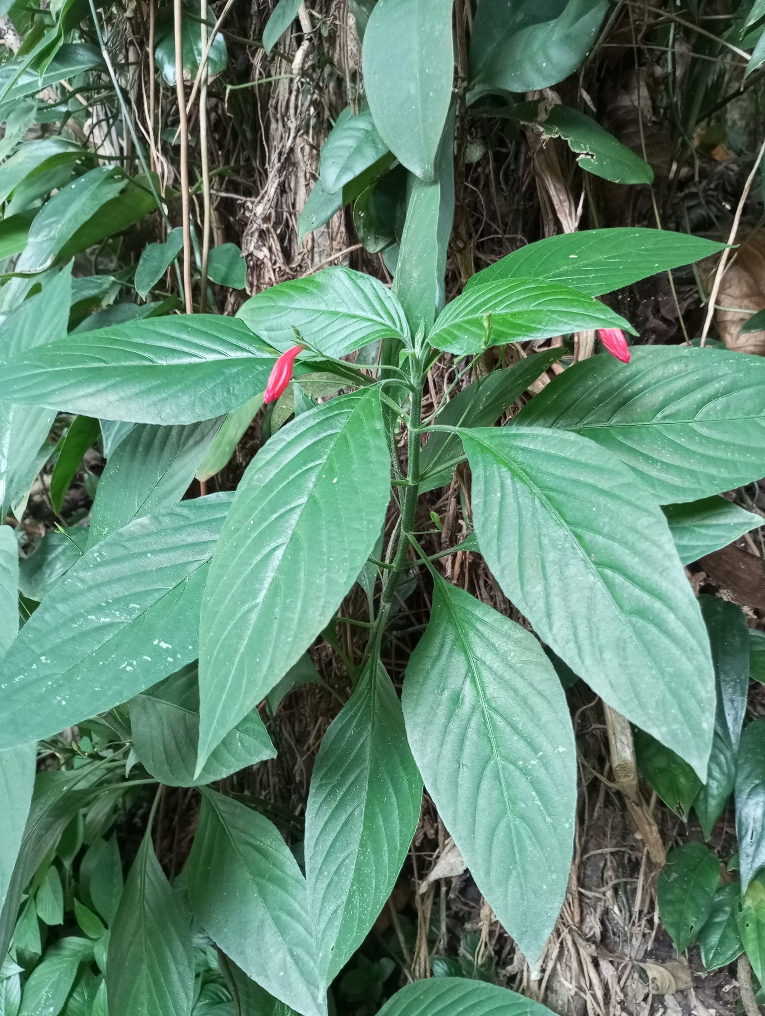 Ruellia brevifolia