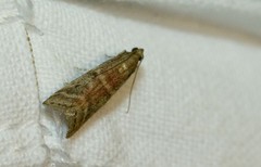 Ephestia elutella
