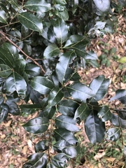 Cryptocarya myrtifolia