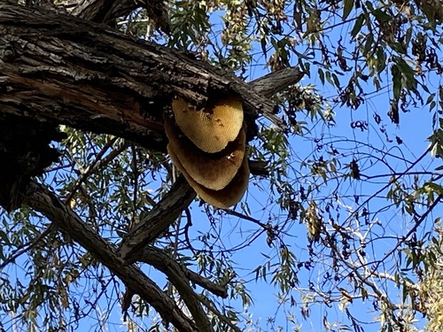 iNaturalist observation photo of Western Honey Bee