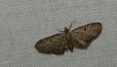 Eupithecia tenuiata