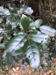 Cryptocarya myrtifolia