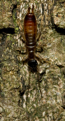 Apterygida albipennis