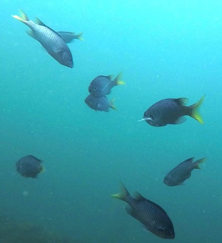 Chromis punctipinnis
