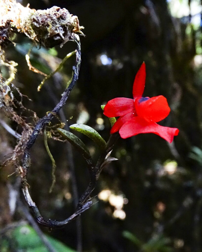 Fernandezia ionanthera