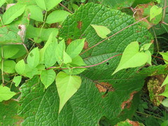 Fallopia dumetorum