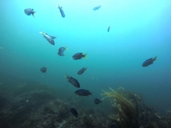 Chromis punctipinnis