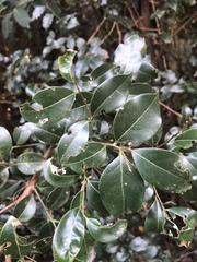 Cryptocarya myrtifolia