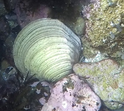 Semele decisa