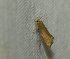 Crassa unitella