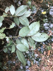 Cryptocarya myrtifolia