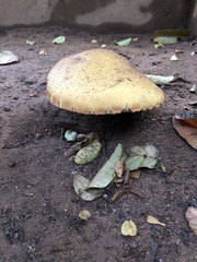 Butyriboletus