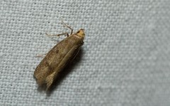 Pseudatemelia josephinae