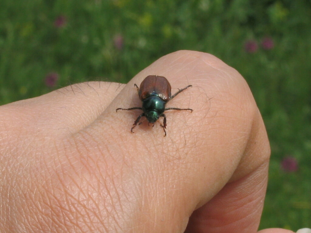 Garden Chafer