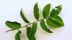 Schoepfia brasiliensis