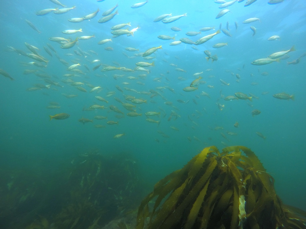 Brachygenys californiensis