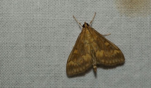 European Corn Borer Moth, Goirle, NL-NB, NL, photo 8 of 10