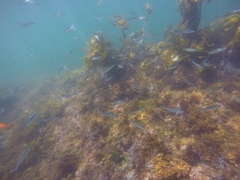 Atheriniformes