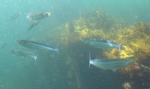 Atherinops affinis