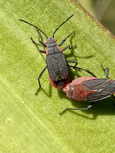 iNaturalist observation photo of Red-shouldered Bug