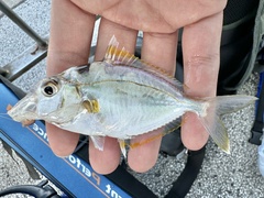 Decorated Ponyfish photo 3