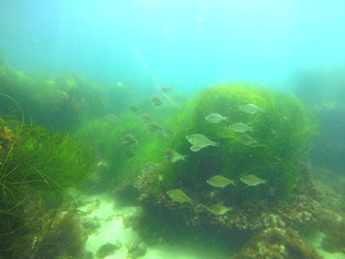 Hyperprosopon argenteum