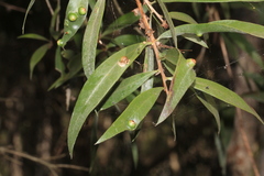 Melaleuca saligna