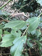 Scepocarpus trinervis